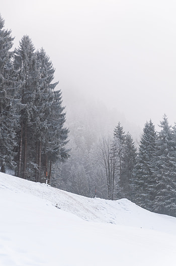 Winter, Nature, Trees, Snow, Slope, Snowstorm HD phone wallpaper
