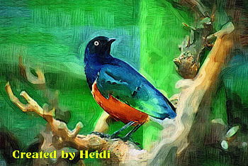 Bird, africa, wildlife, animals HD wallpaper