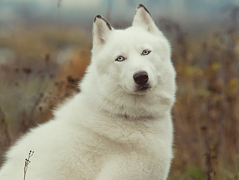 White husky, animal, dog, white, husky, friend HD wallpaper