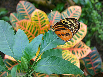 Butterfly, wings, plant, leaves HD wallpaper