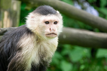 Capuchin Monkey, capuchin, monkey, primate, ape HD wallpaper