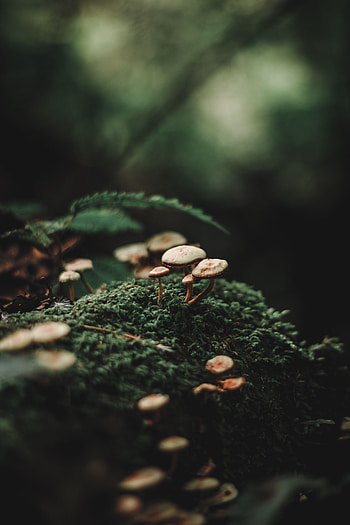 Mashrooms, Macro, Blur, Smooth, Moss HD phone wallpaper