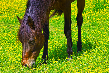 Horse Flowers, day, pretty, yellow, bright, house, flowers, grass HD wallpaper