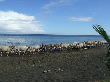 cows @ sea, philippines, from the mountain place of lamidan HD wallpaper