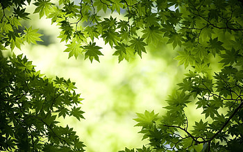 Maple leaves , Maple leaves , Maple leaves , Backgrounds HD wallpaper