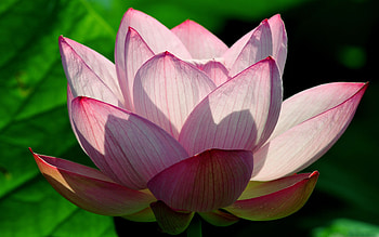 Lotus flower MacBook Air , Stylish design, Sleek appearance, Visual elegance HD wallpaper