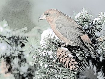 Animals, Landscape, Birds, Snow HD wallpaper