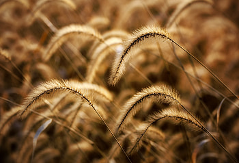 Nature, Grass, Field, Ears, Dry, Spikes, Meadow HD wallpaper