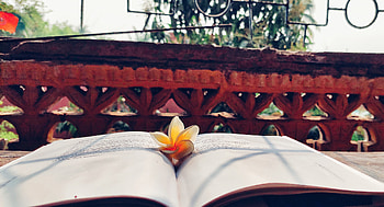 কাঠগোলাপ, Flower, bench, book HD wallpaper