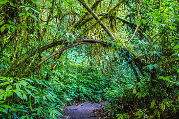 A vibrant, lush green forest pathway surrounded by dense tropical plants and arching branches. HD wallpaper
