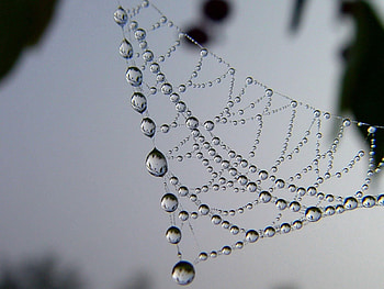 Web, Drops, Macro, Shine, Light, Form, Dew HD wallpaper