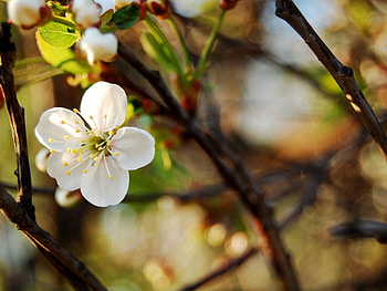 Background, Flower, Plant, Macro HD wallpaper