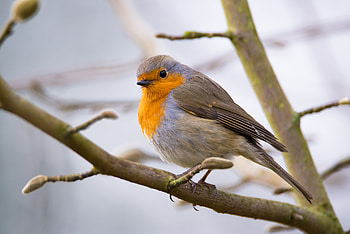 Small, robin bird, tree branch HD wallpaper