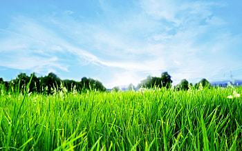 Greeeen...!, field, green, landscape, colours, nature, grass HD wallpaper