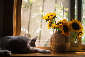 A sleeping cat and vibrant sunflowers bathed in sunlight on a windowsill. HD wallpaper