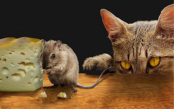 ~Dinner~, mouse, eyes, spying, cat, funny, Dinner, cheese HD wallpaper
