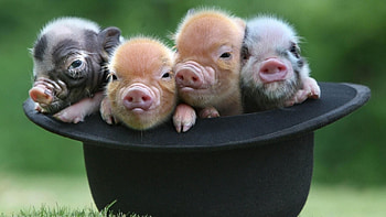 Adorable baby pigs, Cute farm animals, Snuggly cuddles, Gentle oinks HD wallpaper