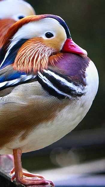 Mandarin Duck, Love Duck HD phone wallpaper
