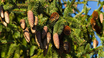 Norway spruce uses, Versatile wood, Arboriculture importance, Environmental benefits HD wallpaper