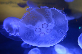 Animals, Jellyfish, Macro, Close-Up, Underwater World HD wallpaper