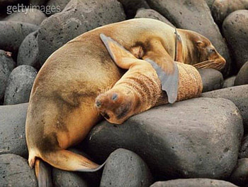 Seals on the rocks, large rocks, mother and baby seal HD wallpaper