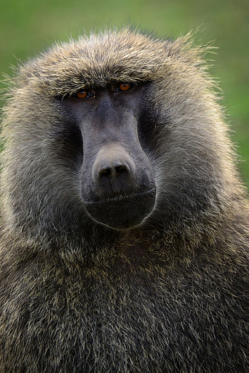 Primates collection, Olive baboon, African fauna, Natural inspiration HD phone wallpaper