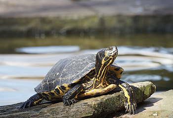 Animals, Head, Paws, Carapace, Shell, Turtle HD wallpaper