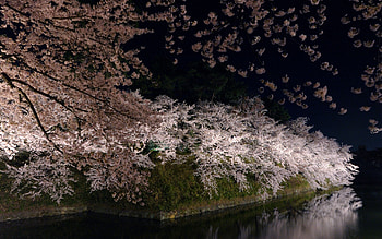 Nature, Flowers, Rivers, Wood, Tree, Branches HD wallpaper