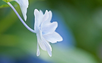 Flower, Macro, Shine, Light, Petals, Form HD wallpaper