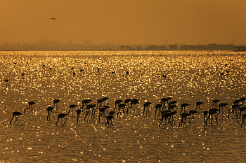 Sunset, flamingos, clouds, sky, lake HD wallpaper