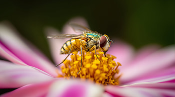 Stunning Ultra of a Beautiful Fly on a Flower, fly, bee, flower, macro graphy, nature HD wallpaper