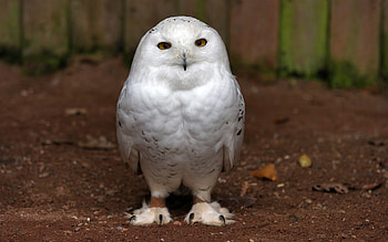 Animals, Birds, Owl HD wallpaper