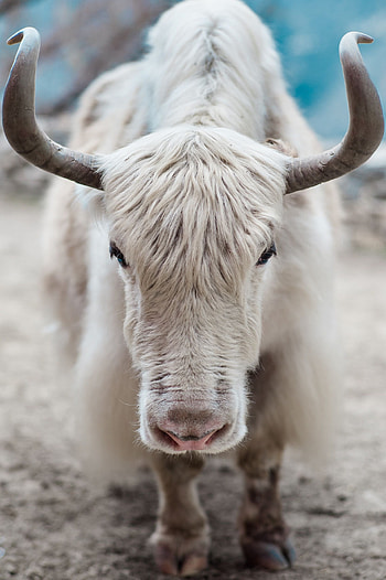Everest inspiration, Yak symbolism, Mountain adventure, Outdoor graphy HD phone wallpaper
