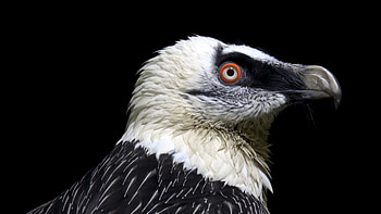 Bearded Vulture, Vbir004 009, Joel sartore, Bearded Vulture HD wallpaper