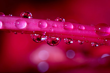 Stem, water drops, close up HD wallpaper