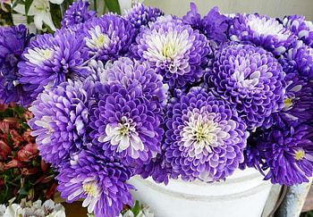 Flowers, Chrysanthemum, Lot, Bicolor, Two-Colored HD wallpaper