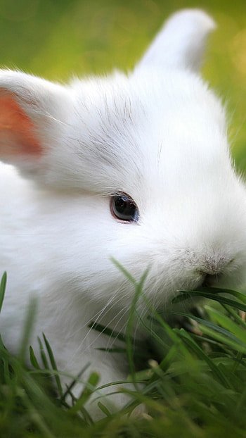 Cute bunny , , Bunnies in , Sweet and adorable HD phone wallpaper