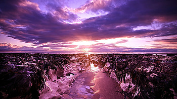 Resting Seaweeds From Sunset, awesome, fascinating, cool, warm, amazing, lovely, beauty HD wallpaper