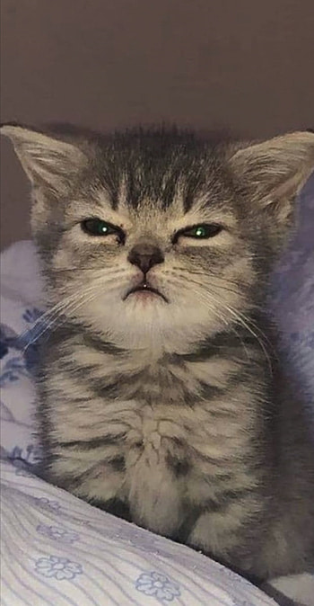 Cat, funny HD phone wallpaper