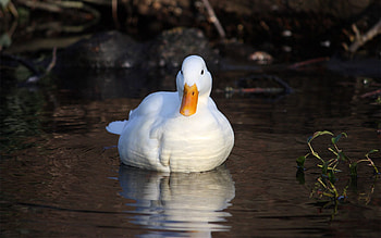 Animals, Grass, Lake, Light, Bird, Light Coloured, Duck, To Swim, Swim HD wallpaper