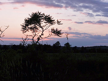 Pale Sunset, graphy, Sunset, Trees, Pale, Field, Nature, Clouds, Sky HD wallpaper