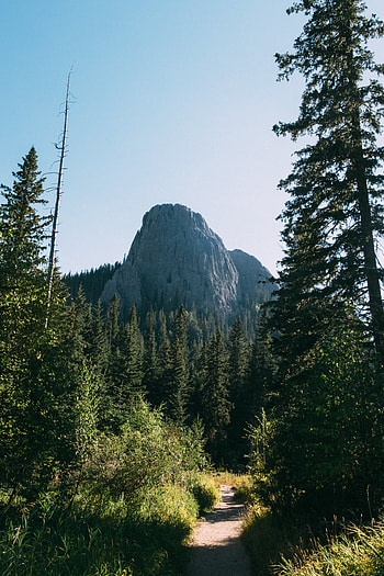 Nature, Trees, Grass, Rock, Path, Cliff HD phone wallpaper