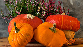 Pumpkins For Fall, autumn, gourds, pumpkins, fall, Halloween HD wallpaper