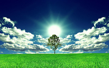 Nature, Sun, Wood, Tree, Glade, Polyana HD wallpaper