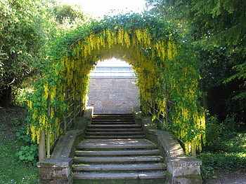 beautiful arch, nature, flowers, arch, yellow HD wallpaper