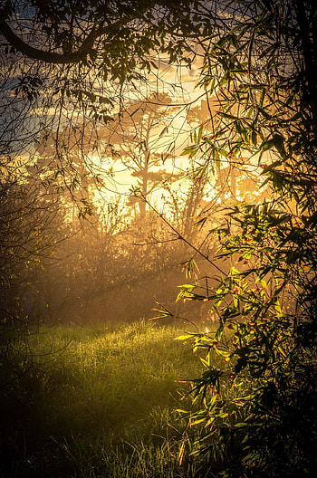 Willow Tree, Royal lounge, Secret garden, Dream-like beauty HD phone wallpaper