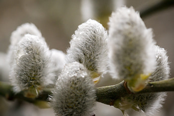 Drops, Macro, Fluff, Fuzz, Pussy Willow, Verba HD wallpaper