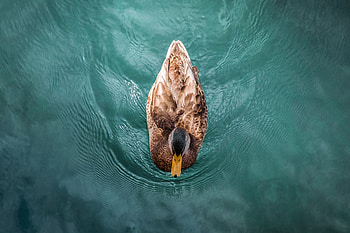 Animals, Water, Bird, Duck, To Swim, Swim HD wallpaper