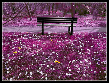 PURPLE WORLD, bench, purple, blossoms, trees, flowers HD wallpaper