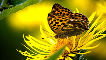 BUTTERFLY, PETALS, FLOWER, LEAVES, WINGS HD wallpaper
